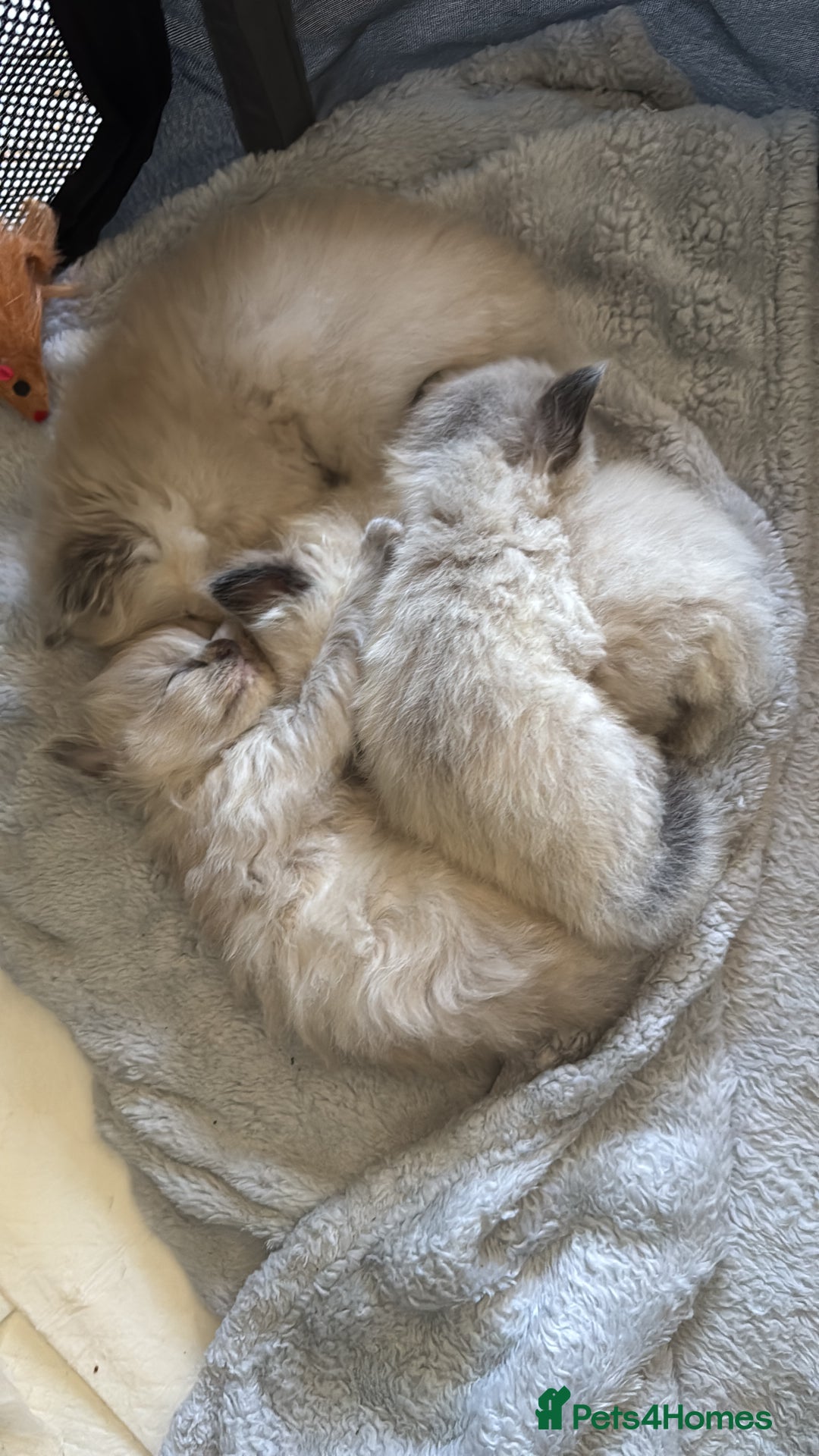 Ragdoll cats for sale: Ragdoll Kittens Ready Now🐾💕 - Image 1