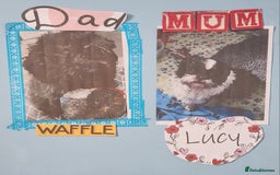 Mixed Breed dogs for sale: Female shit poo dog  - Image 8