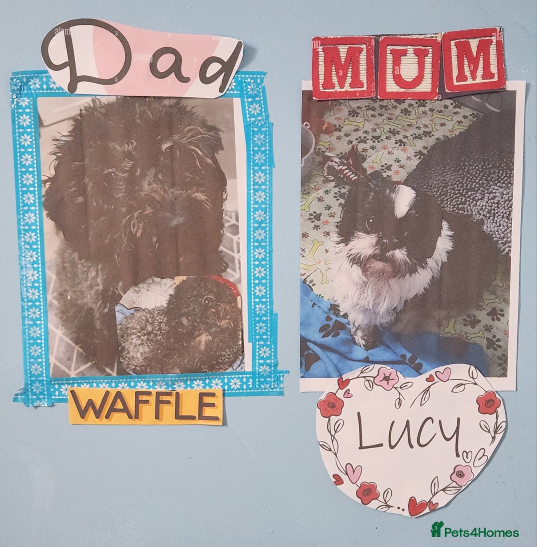 Mixed Breed dogs for sale: Female shit poo dog  - Image 8