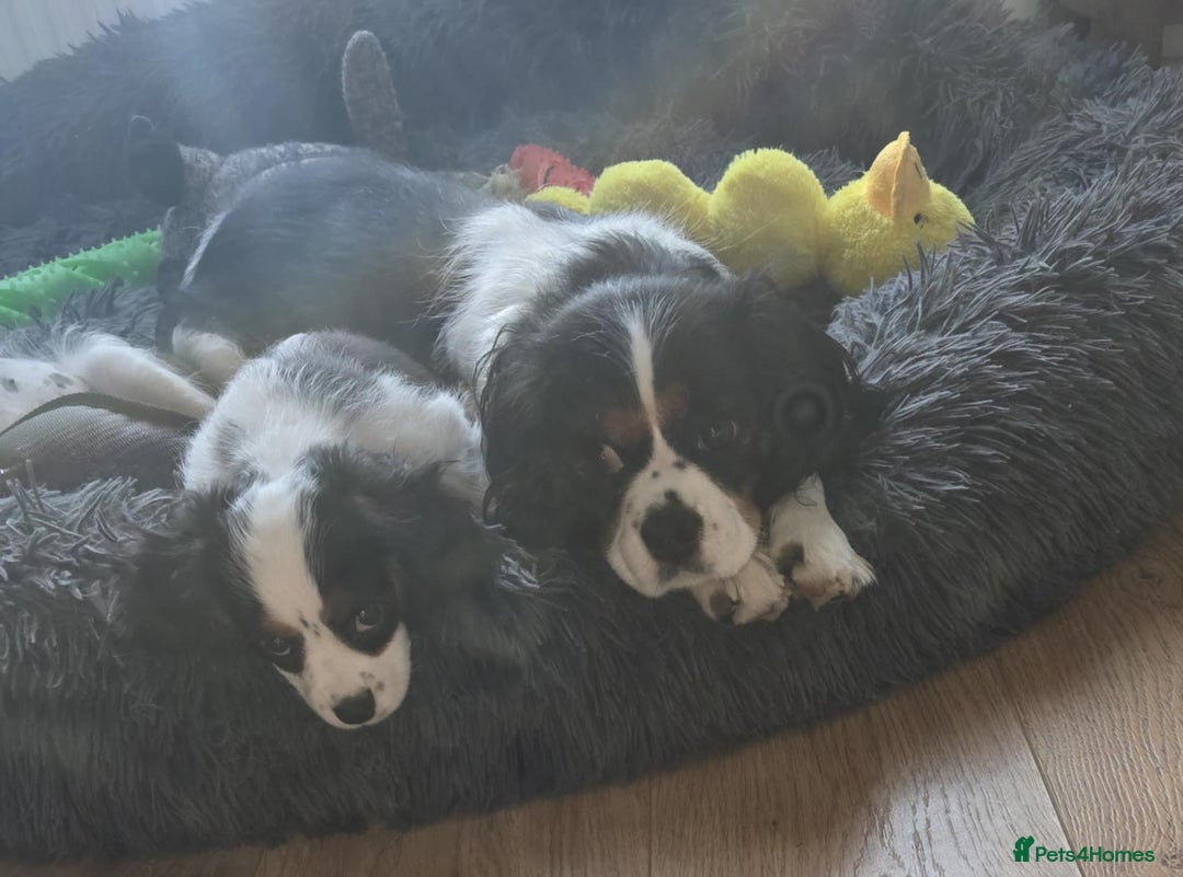 Cavalier King Charles Spaniel dogs for sale: Amazing King Charles Cavalier KC Reg Puppies - Image 11
