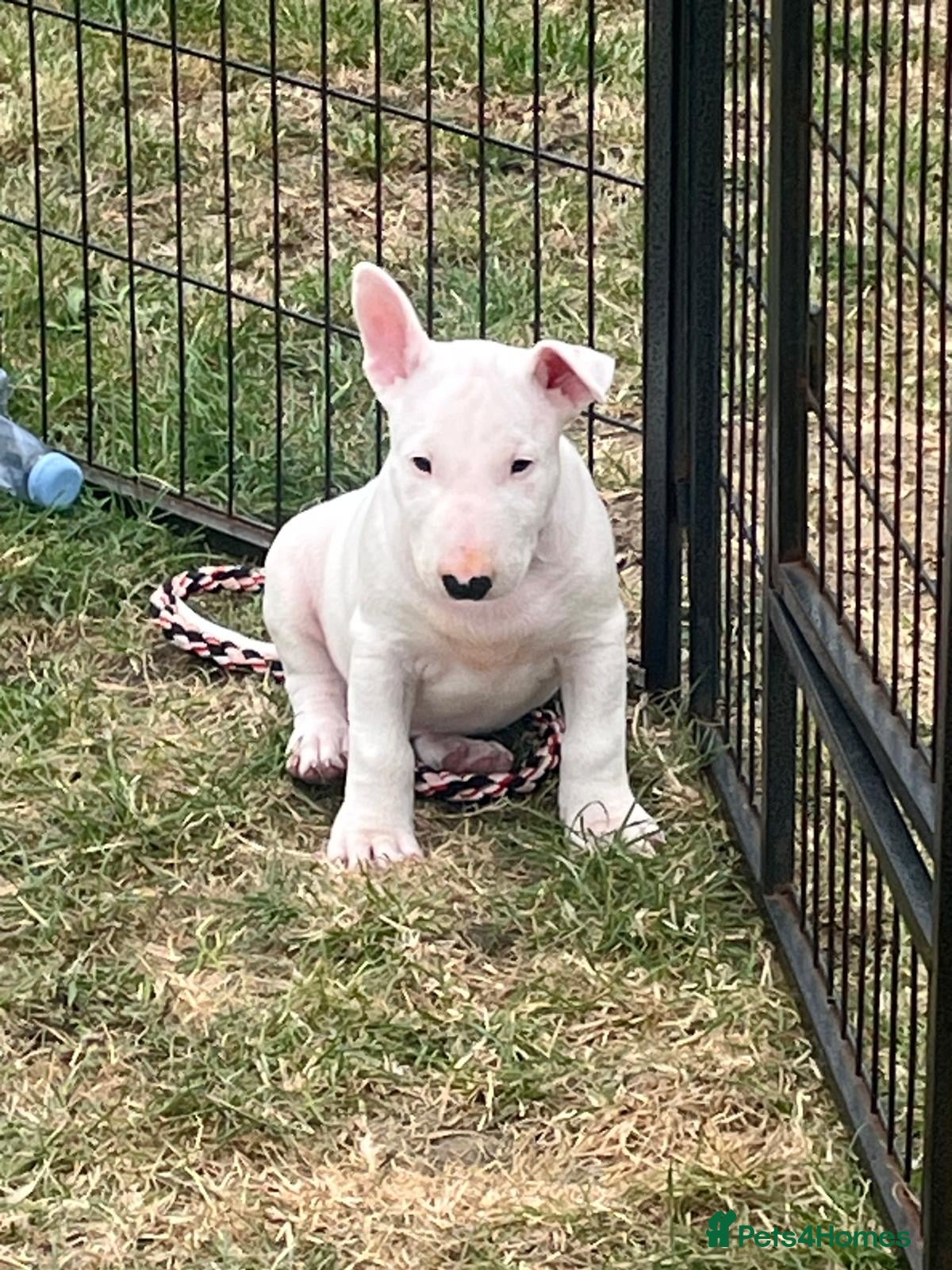 Bull Terrier dogs 1 boy 1 girl left ready the 10th July  - Advert 4