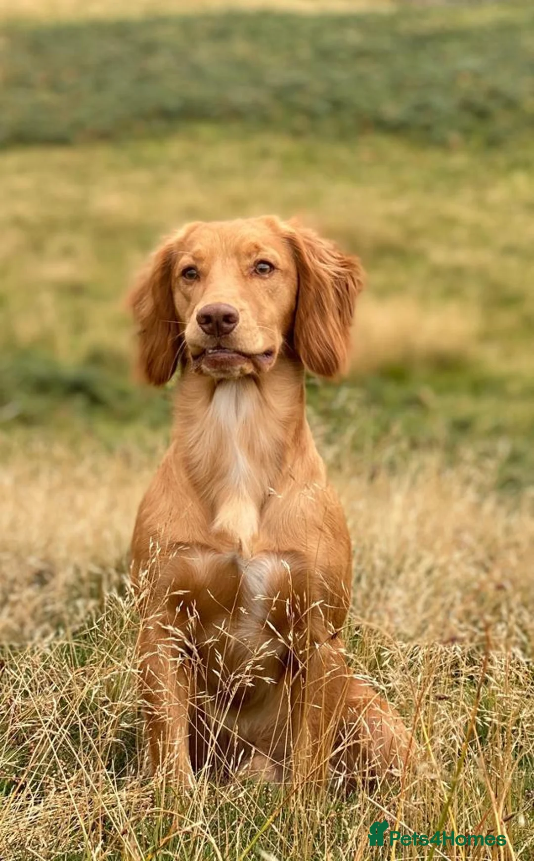 Cocker Spaniel dogs for stud: Outstanding OFTW Red Cocker, FULLY HEALTH TESTED in Bristol - Advert 16