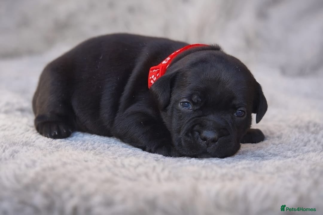 Staffordshire Bull Terrier dogs VALGO TOP GUN PUPPIES NOW AVAILABLE WOW 😍  - Advert 4
