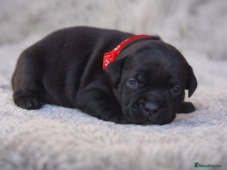 Staffordshire Bull Terrier dogs VALGO TOP GUN PUPPIES NOW AVAILABLE WOW 😍 - Advert 4