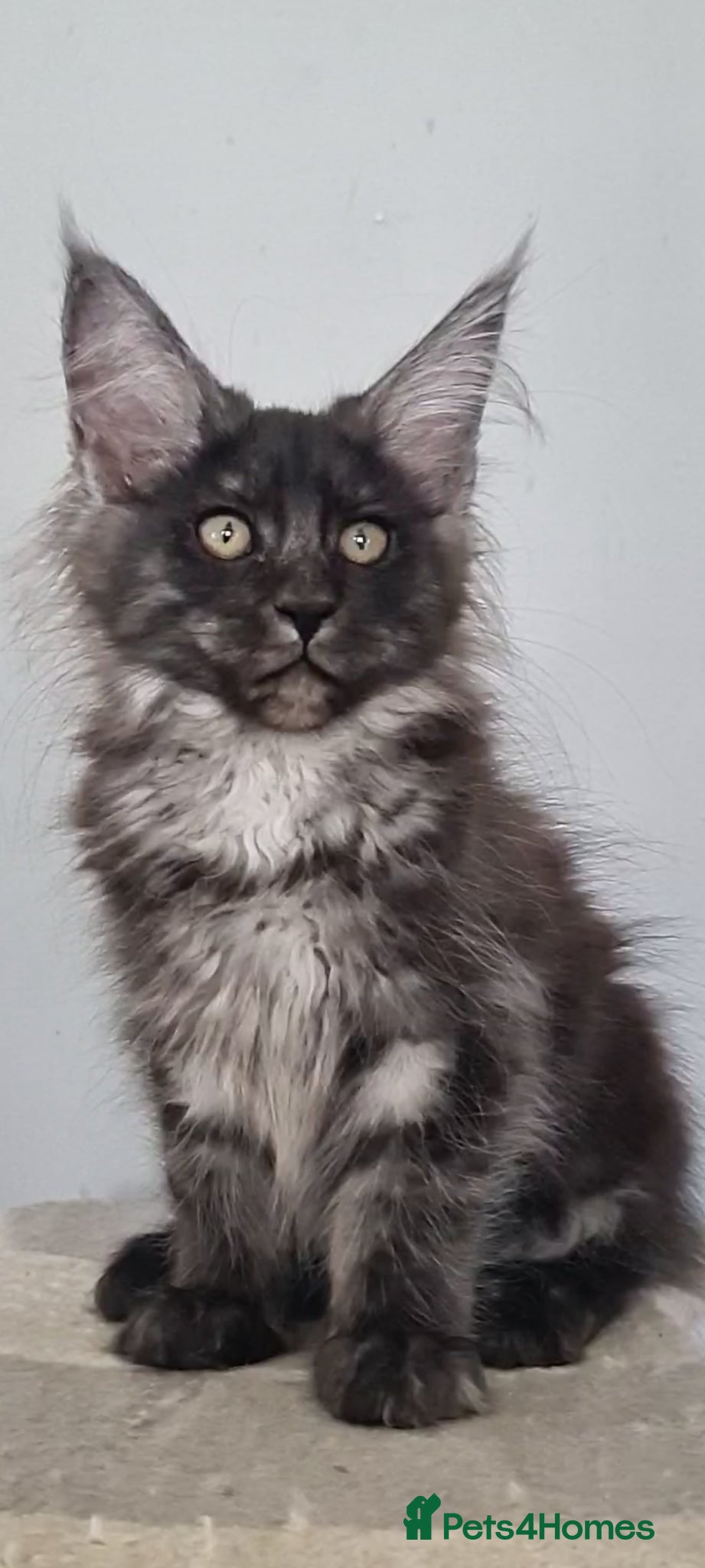 Maine Coon cats Maine coon kittens registered with GCCF - Advert 1