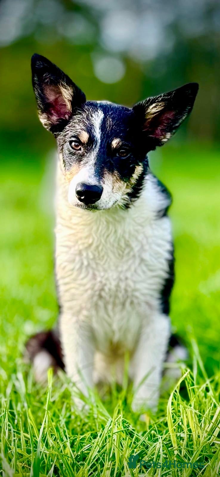 Mixed Breed dogs BORDER COLLIE and STAFF CROSS PUPPIES - Advert 1