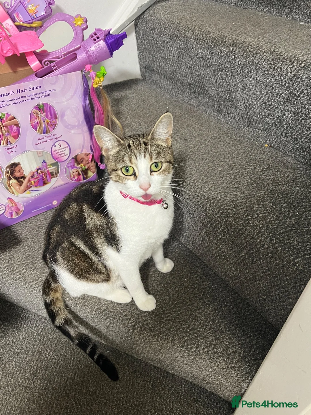Mixed Breed cats for sale: Male kitten  - Advert 6