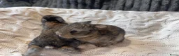 French Lop rabbits for sale: French lop x English spot  - Advert 3
