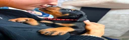 Dobermann dogs for sale: Beautiful Rotterman pups Doberman X Rottweiler - Advert 7
