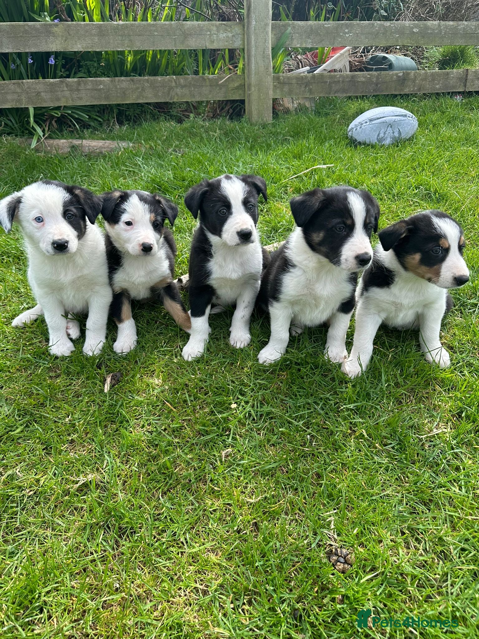Border Collie dogs Border collie pups from working farm  - Advert 8