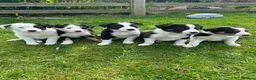 Border Collie dogs for sale: Border collie pups from working farm  - Advert 4