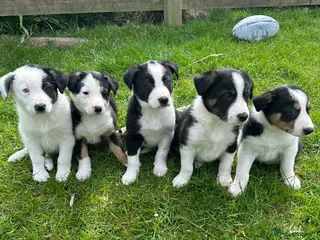 Border Collie dogs Border collie pups from working farm - Advert 1