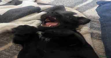 Patterdale Terrier dogs - Advert 1
