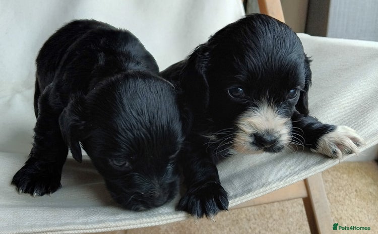 Cocker Spaniel dogs - Advert 3