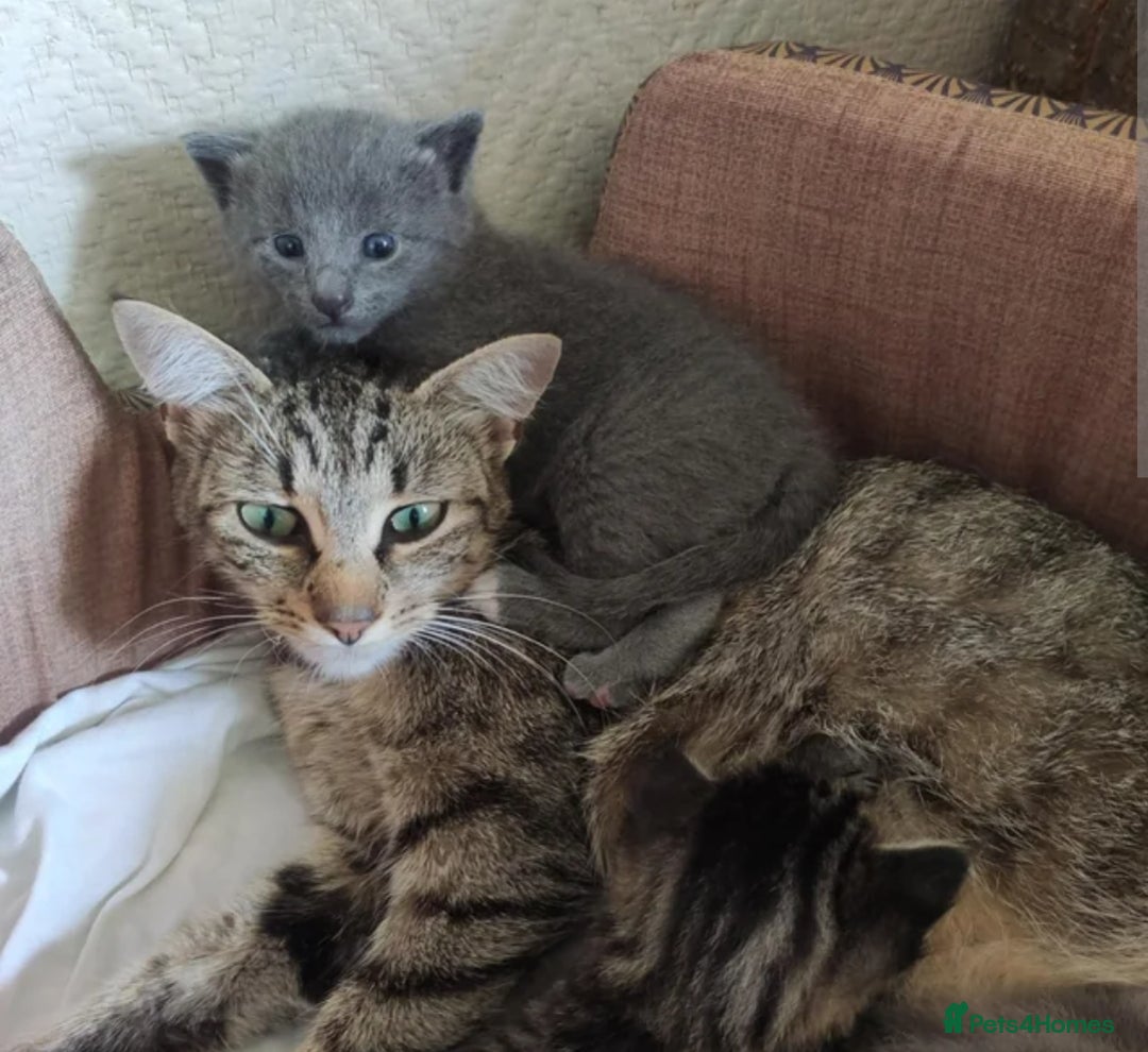 Mixed Breed cats for sale: 4 beautiful kittens  - Advert 15