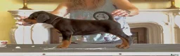 Dobermann dogs for sale: READY NOW- Outstanding KC Dobermann Pups🇧🇷 - Advert 21