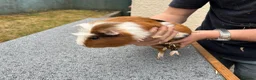 Guinea Pig rodents for sale: Guinea pigs for sale  in Caernarfon - Advert 4