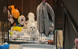 Maltese dogs for sale: Mini Maltese Puppys - Image 7