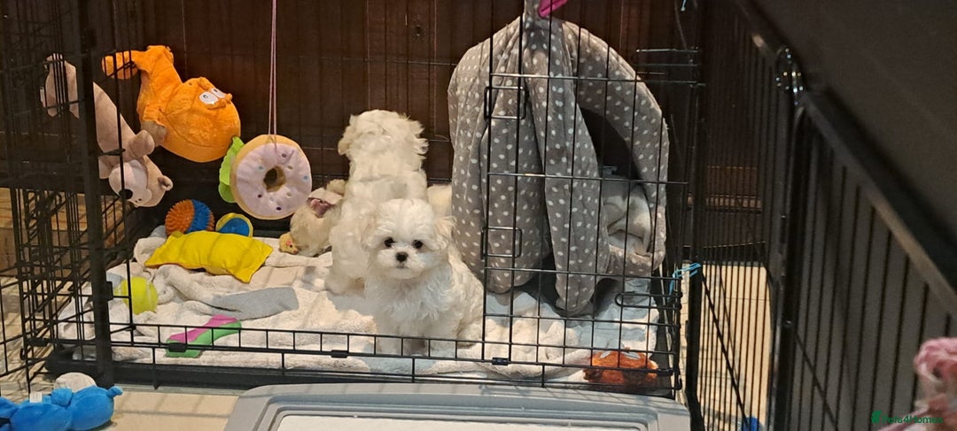 Maltese dogs for sale: Mini Maltese Puppys - Image 7