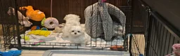 Maltese dogs for sale: Mini Maltese Puppys - Advert 7