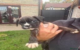 Boxer dogs for sale: Ready This Weekend Kc Boxer Puppies - Image 34