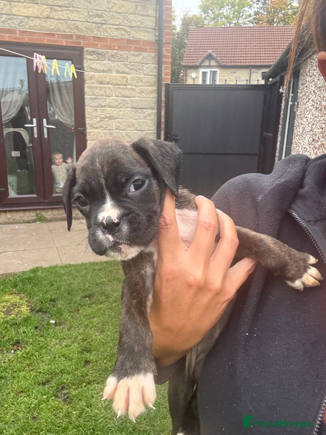 Boxer dogs for sale: Ready This Weekend Kc Boxer Puppies - Image 34