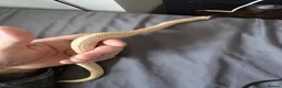 Snake reptiles for sale: Albino Hognose Snake with great temperement - Advert 5