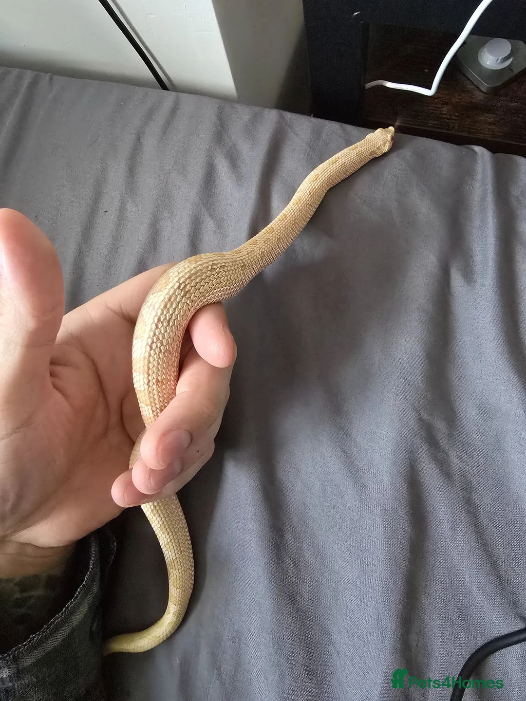 Snake reptiles for sale: Albino Hognose Snake with great temperement - Advert 5