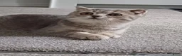 Scottish Fold cats for sale: TICA affectionate Inoculated Scottish fold  - Advert 6