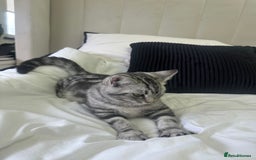 British Shorthair cats for sale: Gorgeous friendly british short hair girl - Image 7