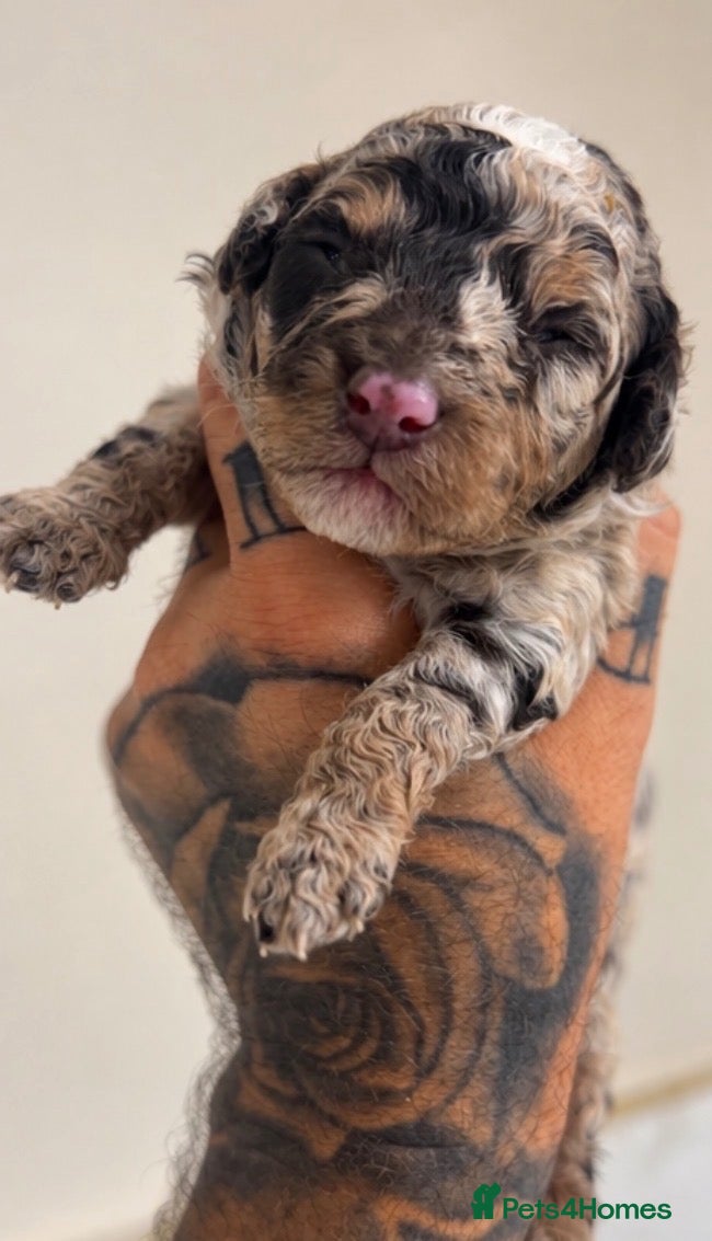 Toy Poodle dogs CHOCOLATE PHANTOM MERLE (Tan Pointed) - Advert 1