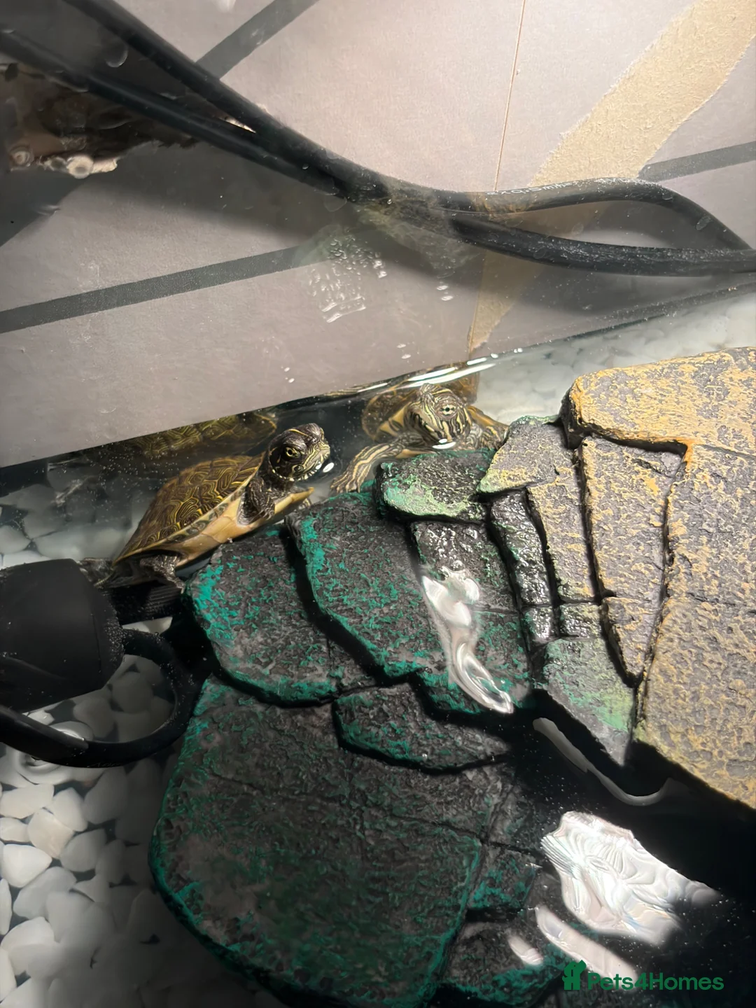 Terrapin reptiles for sale: Two terrapins in Accrington - Advert 1