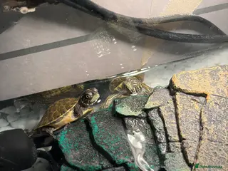 Terrapin reptiles Two terrapins - Advert 1