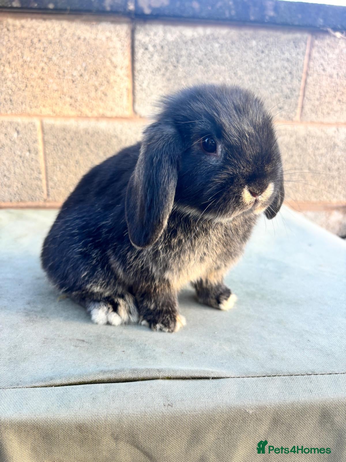 Mini Lop rabbits 3 baby mini lops ready to reserve - Advert 1