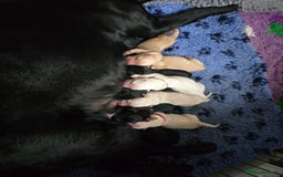 Goldador dogs for sale: Beautiful Goldadors- 2 BOYS LEFT  - Image 9