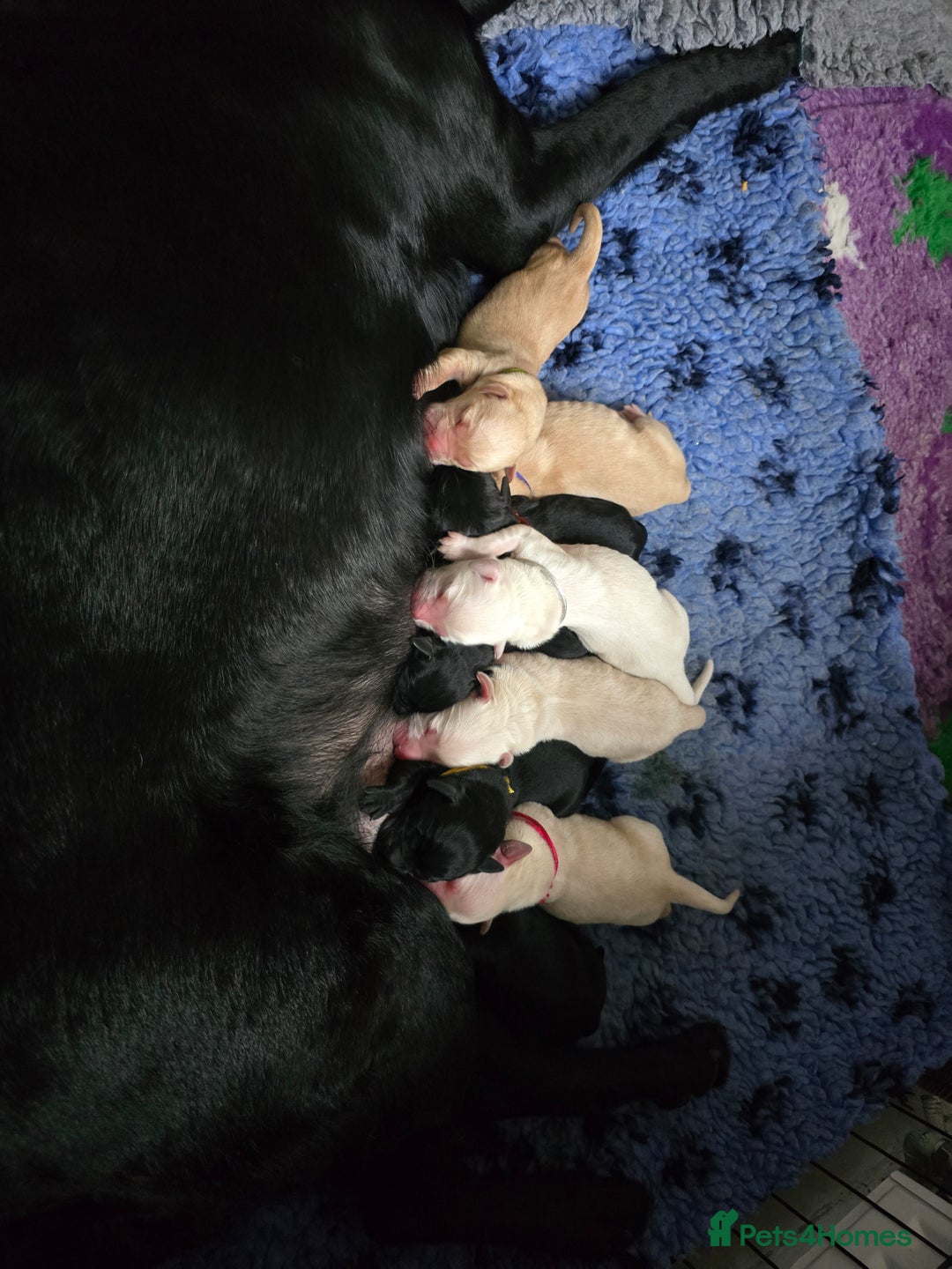 Goldador dogs for sale: Beautiful Goldadors- 2 BOYS LEFT  - Image 9