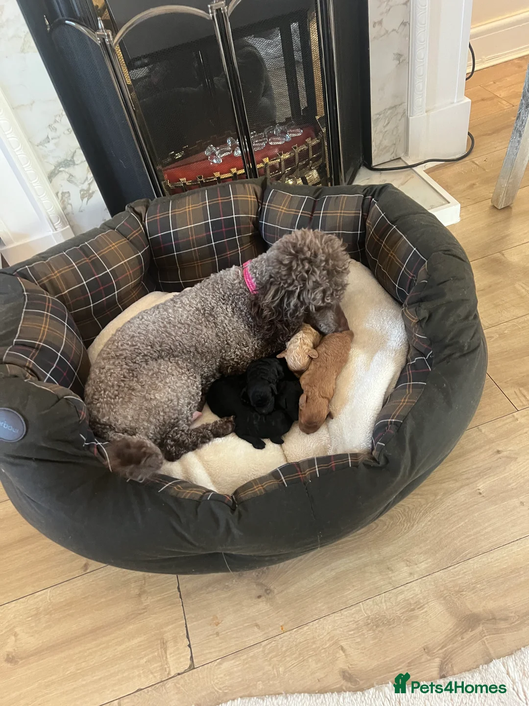 Poodle dogs for sale: 🐶🐶🐶TOY POODLES for sale🐶🐶🐶 - Advert 12