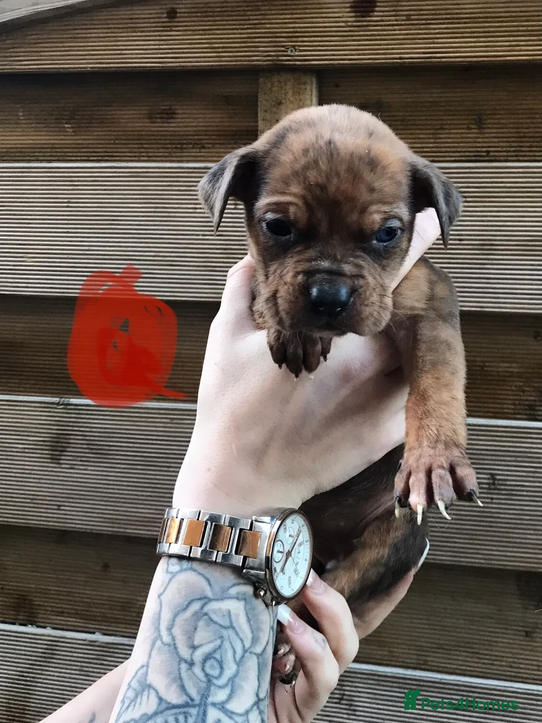 Mixed Breed dogs for sale: Bullweiller pups Merle  - Advert 19