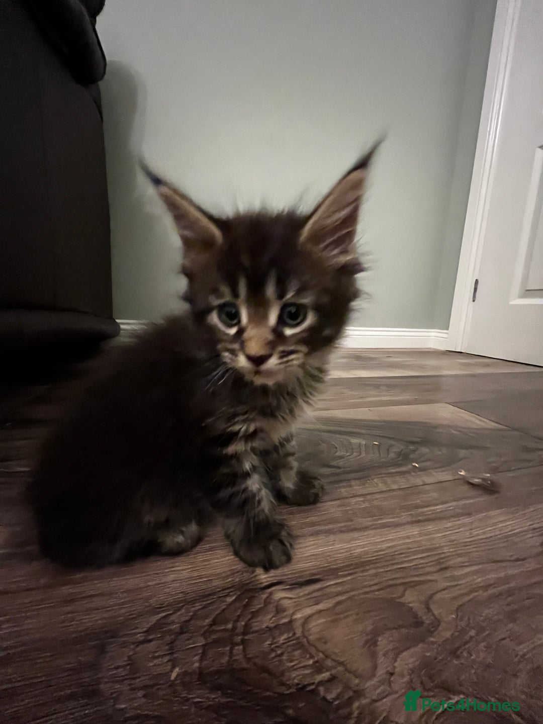 Maine Coon cats for sale:  Pedigree Maine Coon kittens - Advert 3