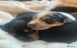 Jack Russell dogs for sale: Miniature Jack Russells  - Image 2
