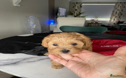 Shihpoo dogs for sale: F1B Toy Poodle 🔥 **READY TO GO** in Glasgow - Image 3