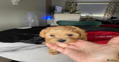 Shihpoo dogs in Glasgow - Advert 5