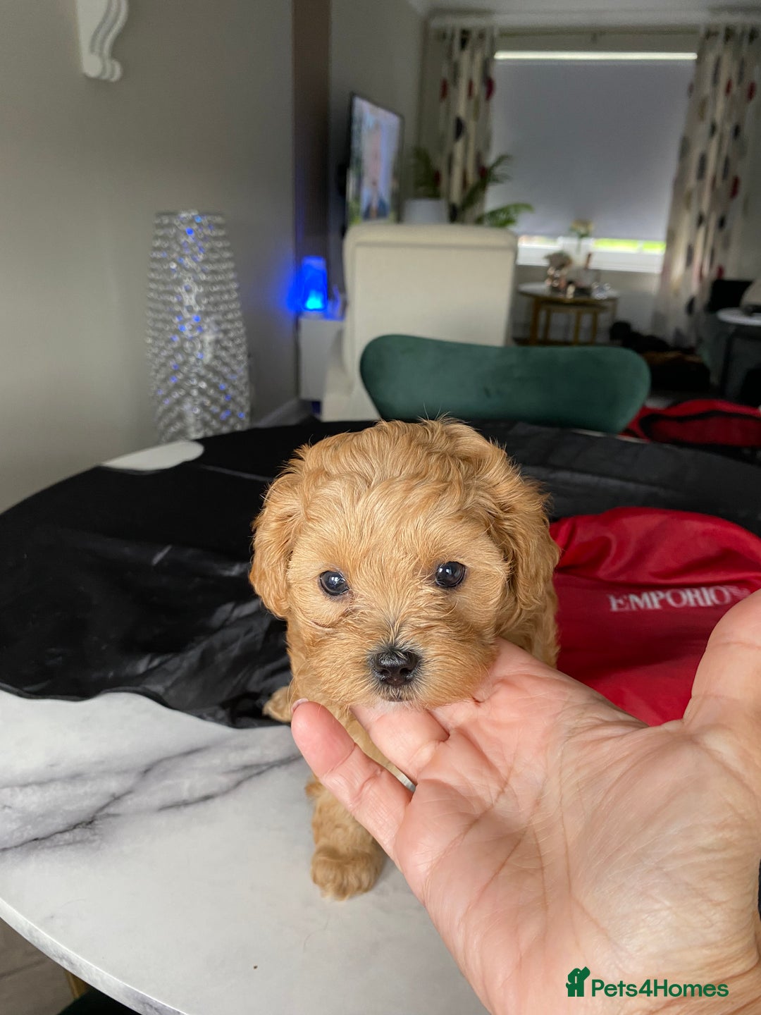 Shihpoo dogs for sale: F1B Toy Poodle 🔥 **READY TO GO** in Glasgow - Image 3