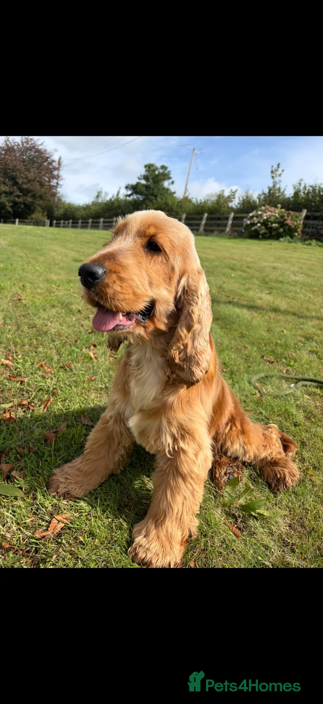 Cocker Spaniel dogs for sale: KC show type cocker spaniel (licensed breeder✨)  - Advert 24