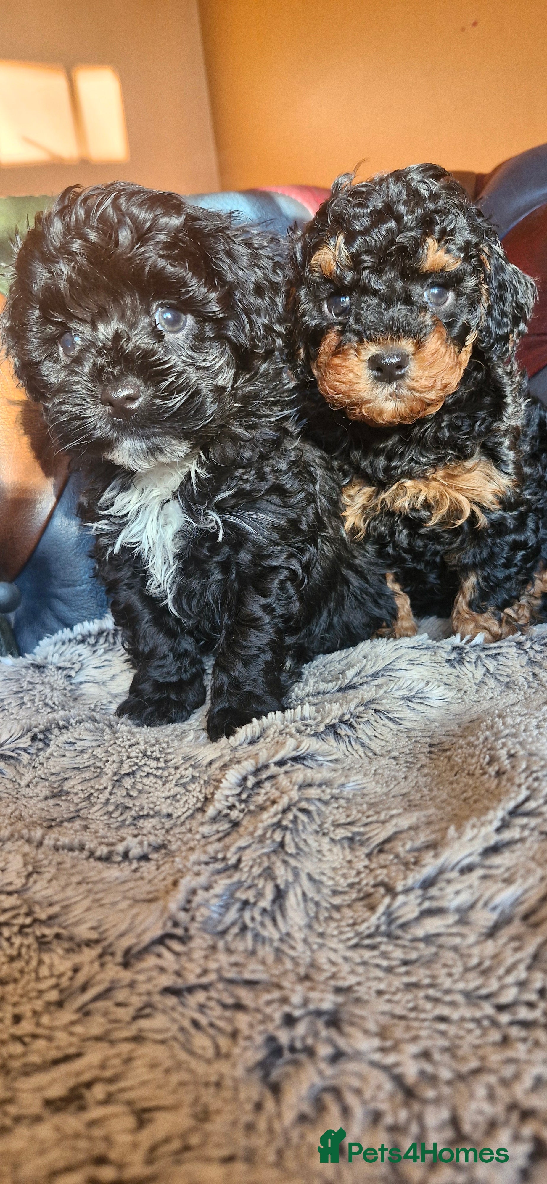 Cavapoo dogs Gorgeous F1b Cavapoo puppys Health tested parents  - Advert 13