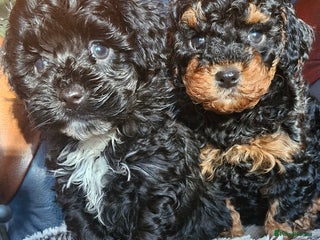 Cavapoo dogs Gorgeous F1b Cavapoo puppys Health tested parents - Advert 13