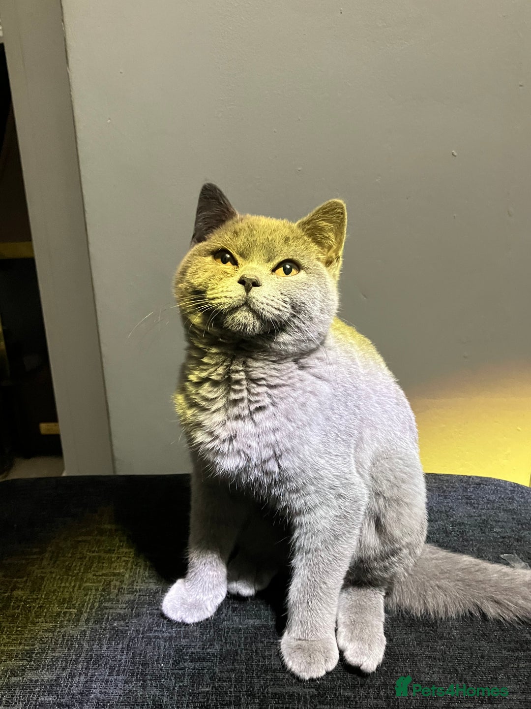 British Shorthair cats for sale: Male British Shorthair kitten 6 month old  - Image 13