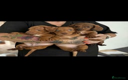 Dachshund dogs for sale: Dachshund for sale. Ready to leave  - Image 1