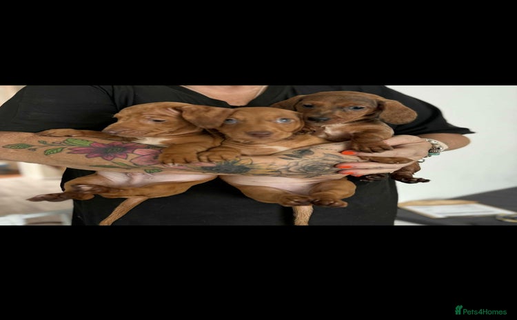 Dachshund dogs - Advert 7