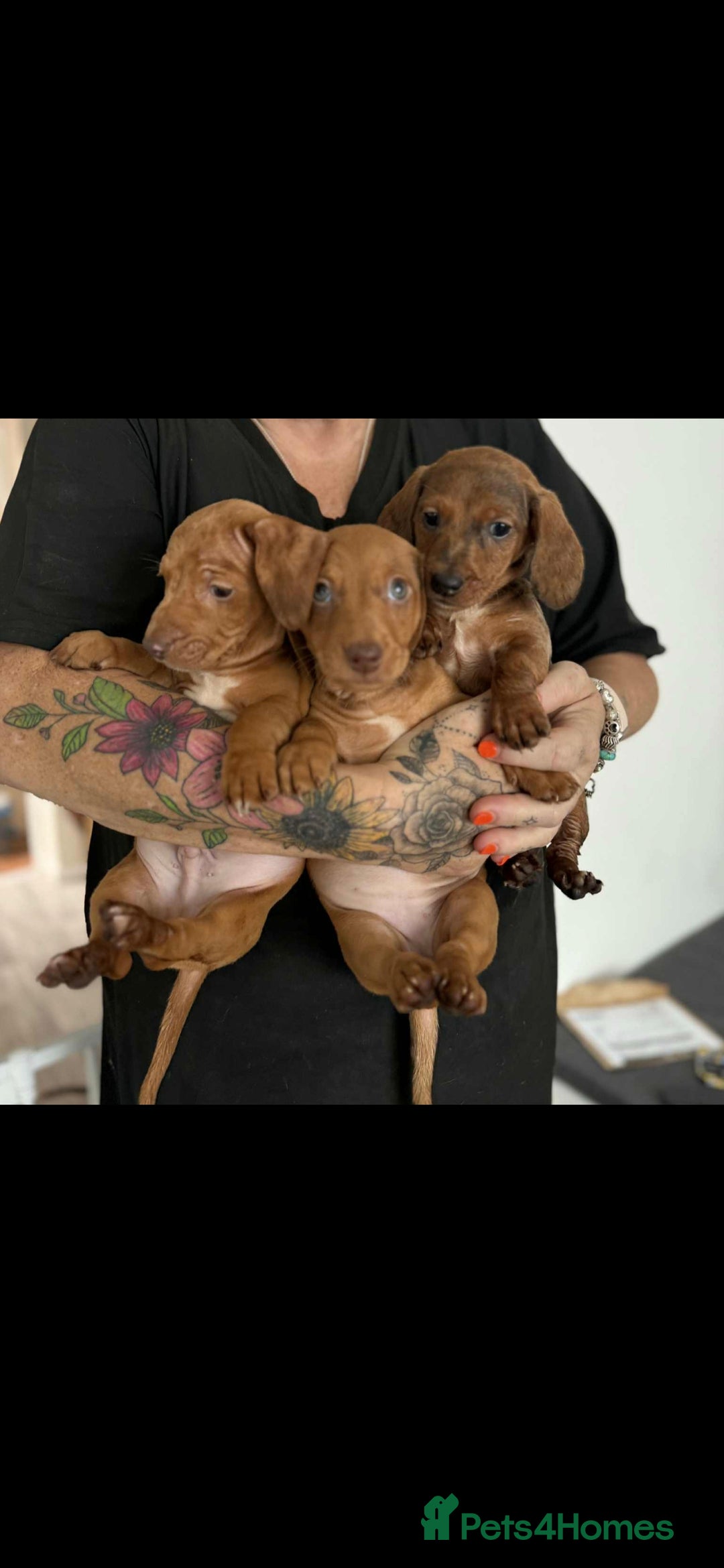 Dachshund dogs for sale: Dachshund for sale. Ready to leave  - Image 1